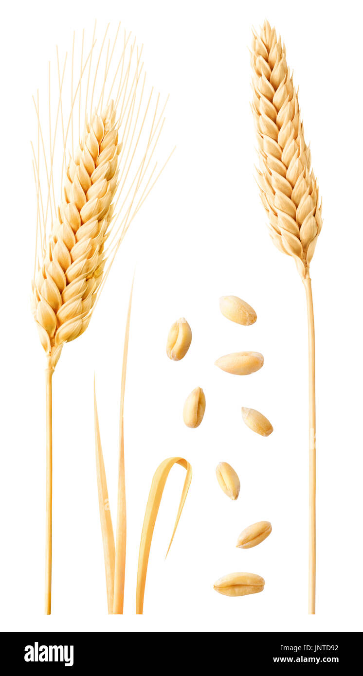 Isolierte Weizen-Sammlung. Zwei Reife Ähren am Stengel, Blätter und geschälte Körner isoliert auf weißem Hintergrund mit Beschneidungspfad Stockfoto