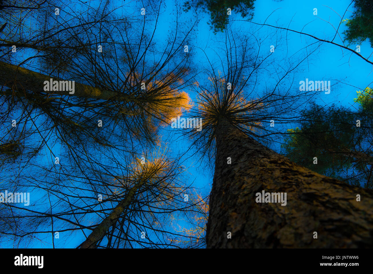 Blauer Himmel mit Baumkronen fangen die letzten Sonnenstrahlen. Stockfoto