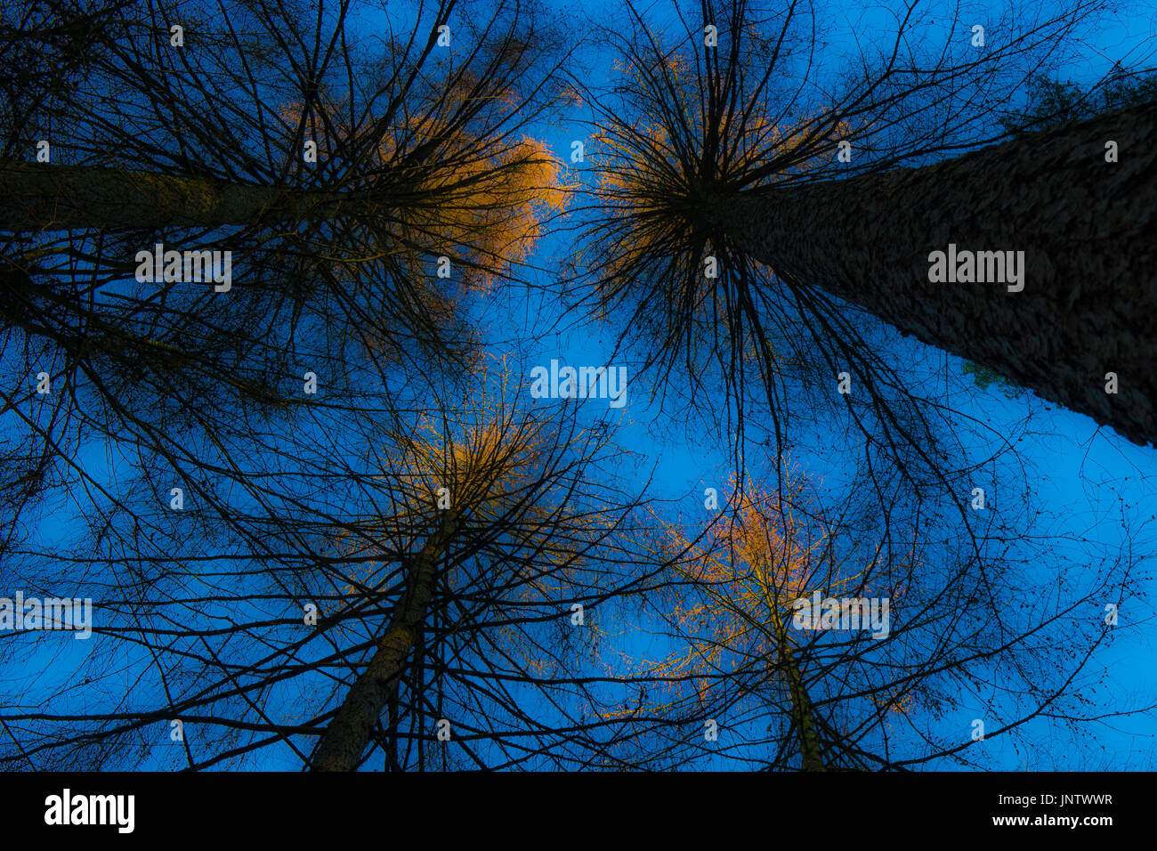 Blauer Himmel mit Baumkronen fangen die letzten Sonnenstrahlen. Stockfoto