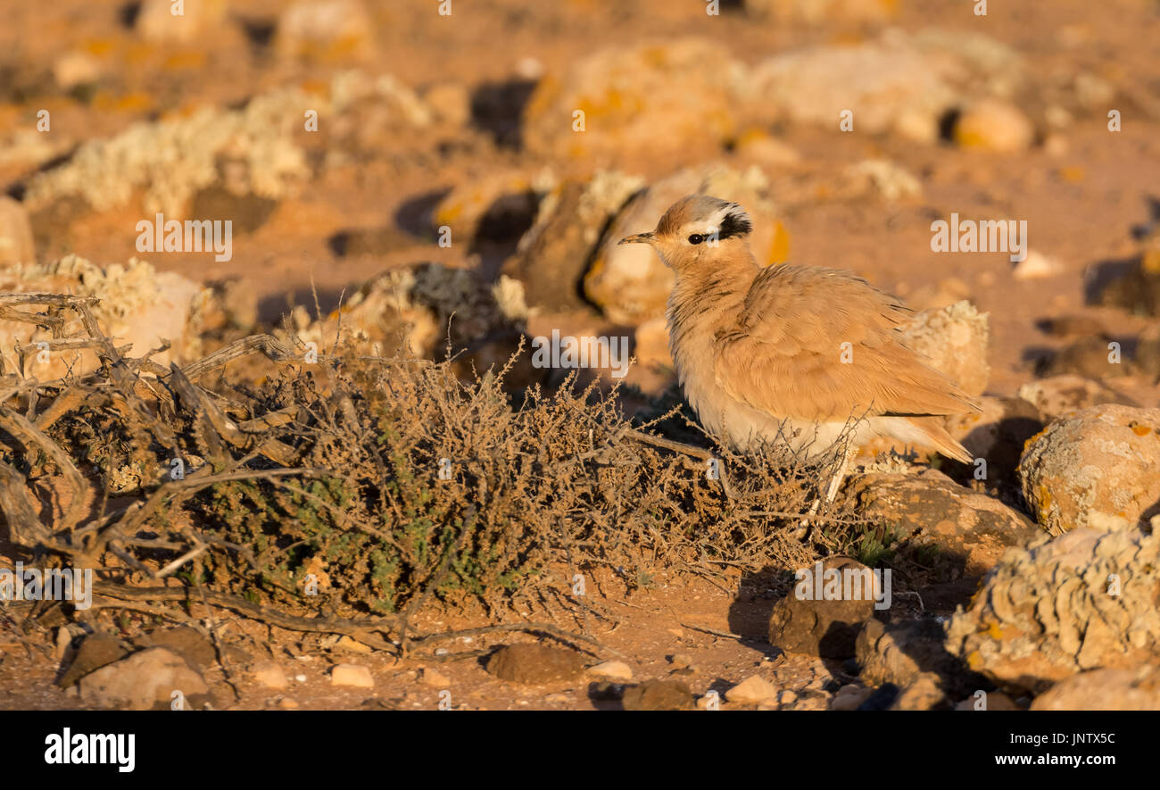 Cremefarbene Renner (Cursorius Cursor) auf Fuerteventura in der Halbwüste der Tindaya Ebenen fotografiert. Stockfoto