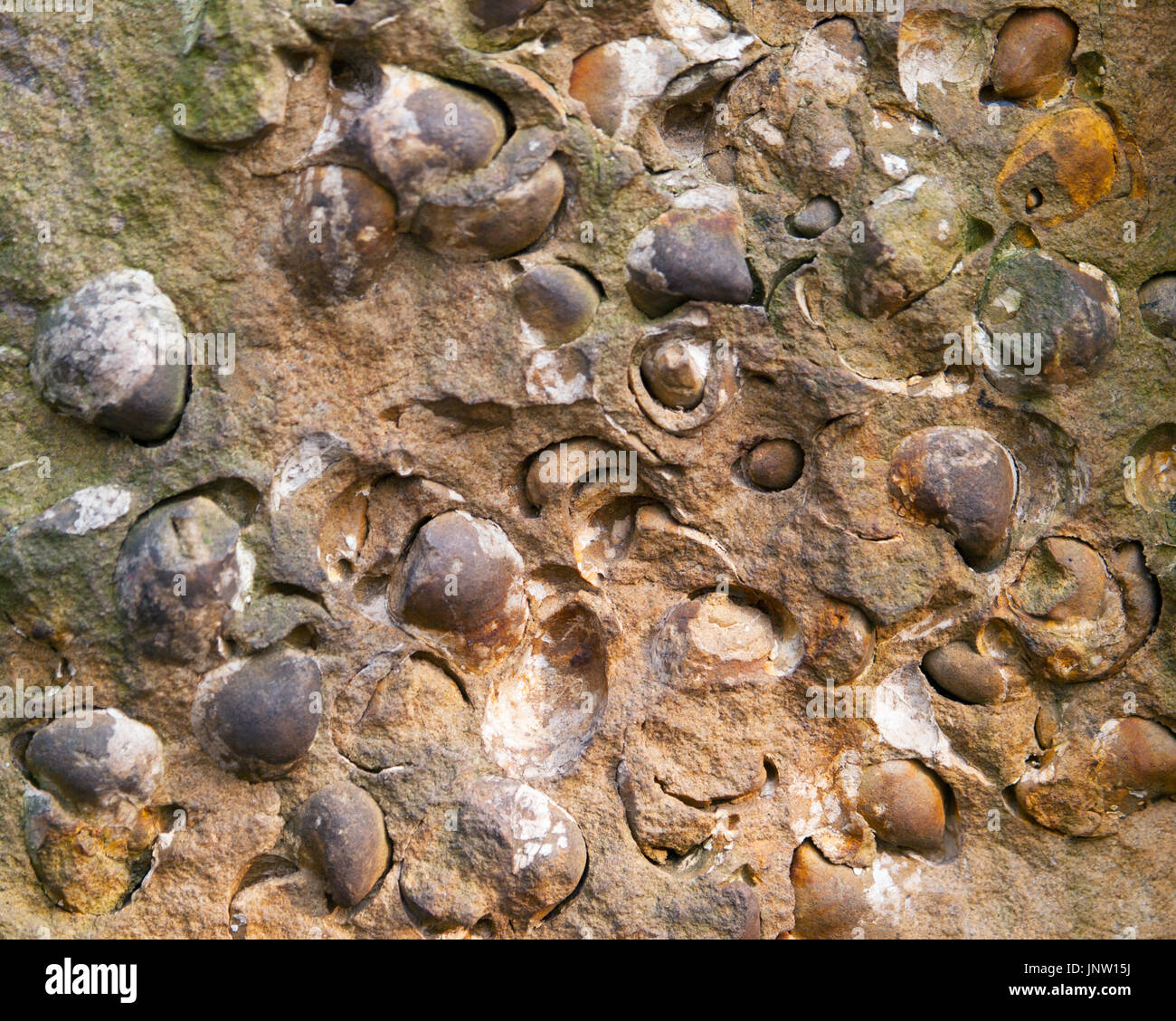 Gruppe der späten Krebstier Fossilien von Austern aus Nordböhmen, Tschechische Republik Stockfoto