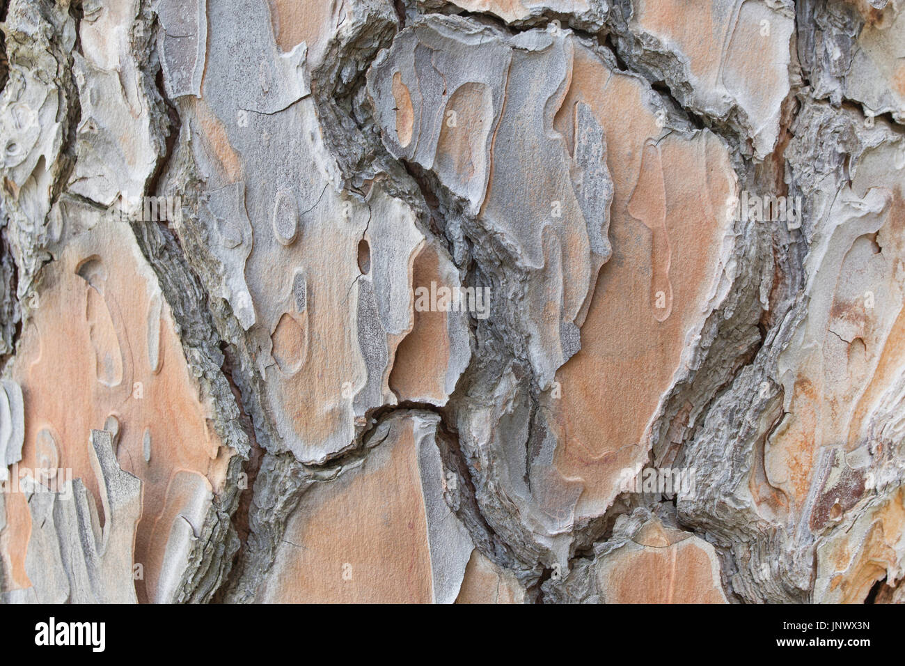 Alte große Kiefer Rinde mit Risse und Gräben hautnah Textur oder Hintergrund. Stockfoto