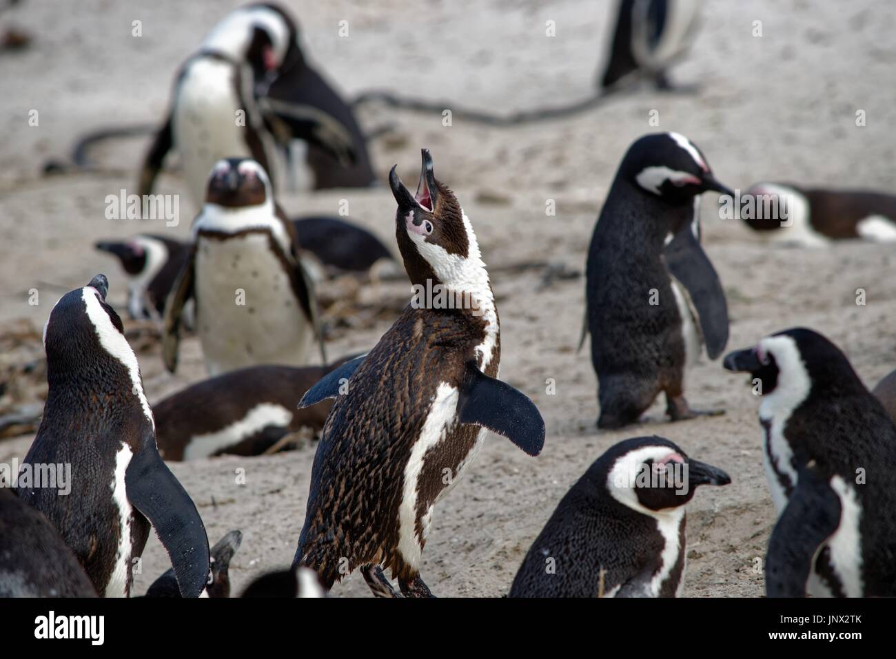 Jackass Pinguine am Boulders Beach Stockfoto
