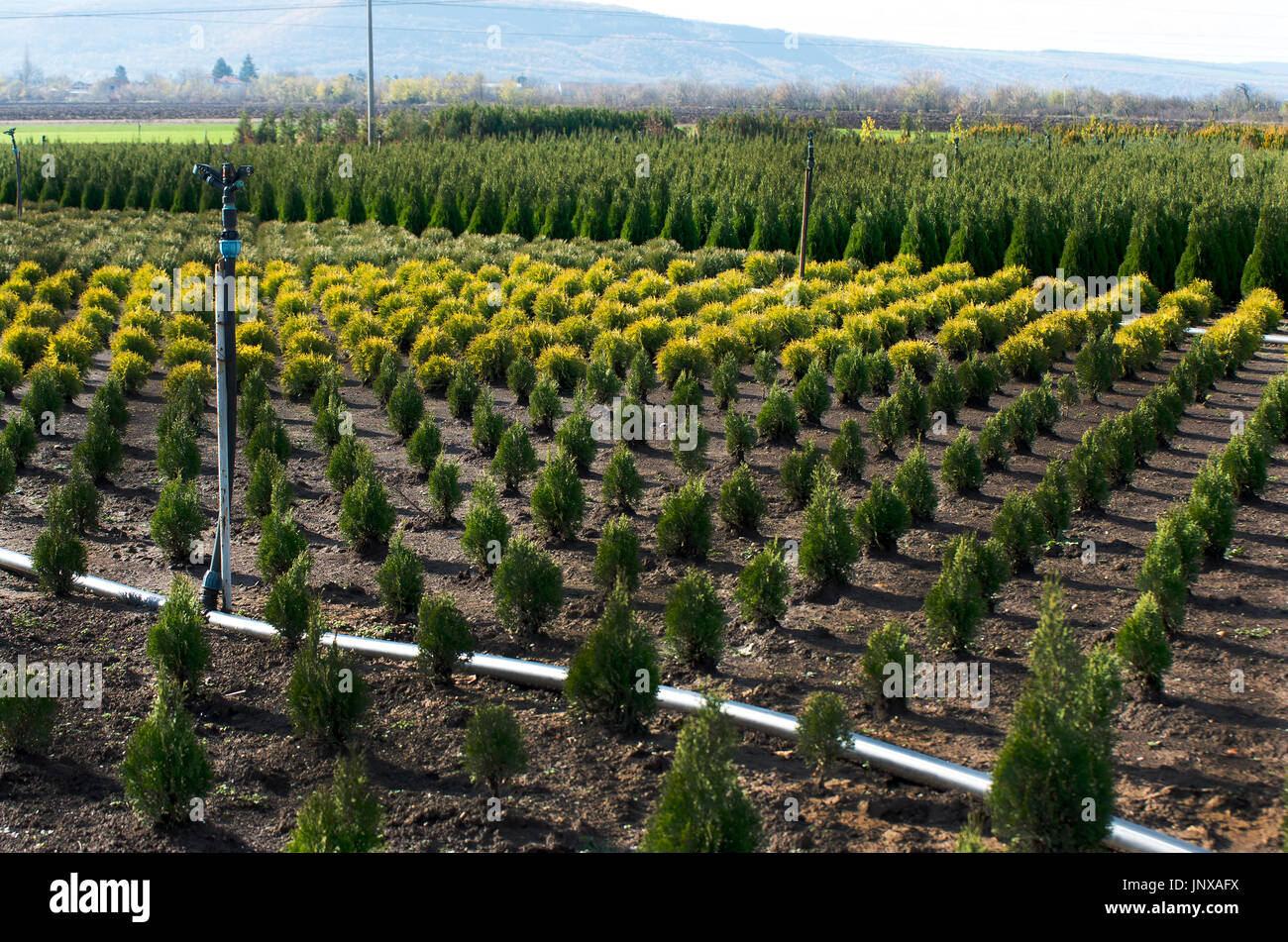 Thuja Occidentalis im Garten-Center. Gärtnerei. Stockfoto