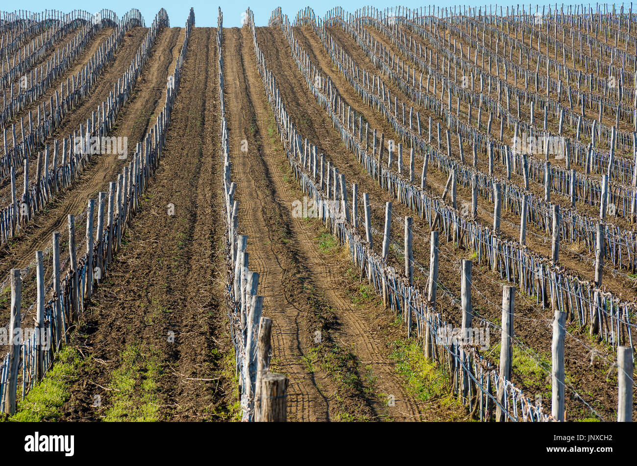 Weinberge mit jungen Reben Stockfoto