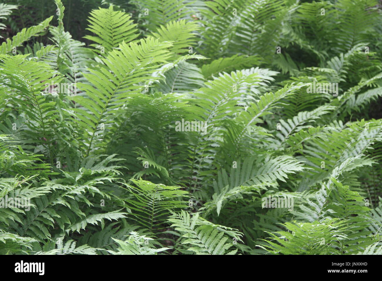 Farn-Pflanzen wachsen in einem Wald Stockfoto