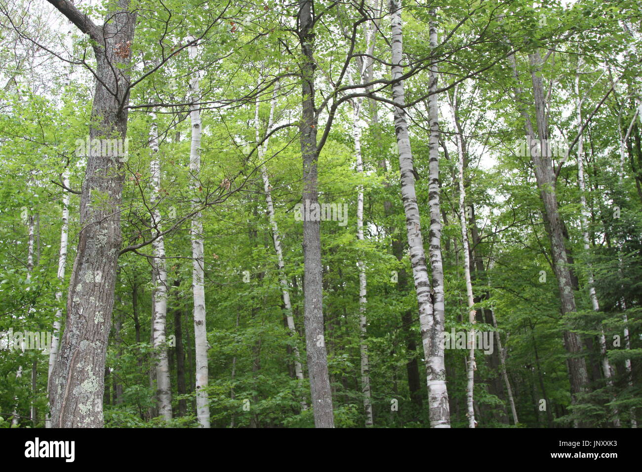 Hain von Birken im Wald Stockfoto