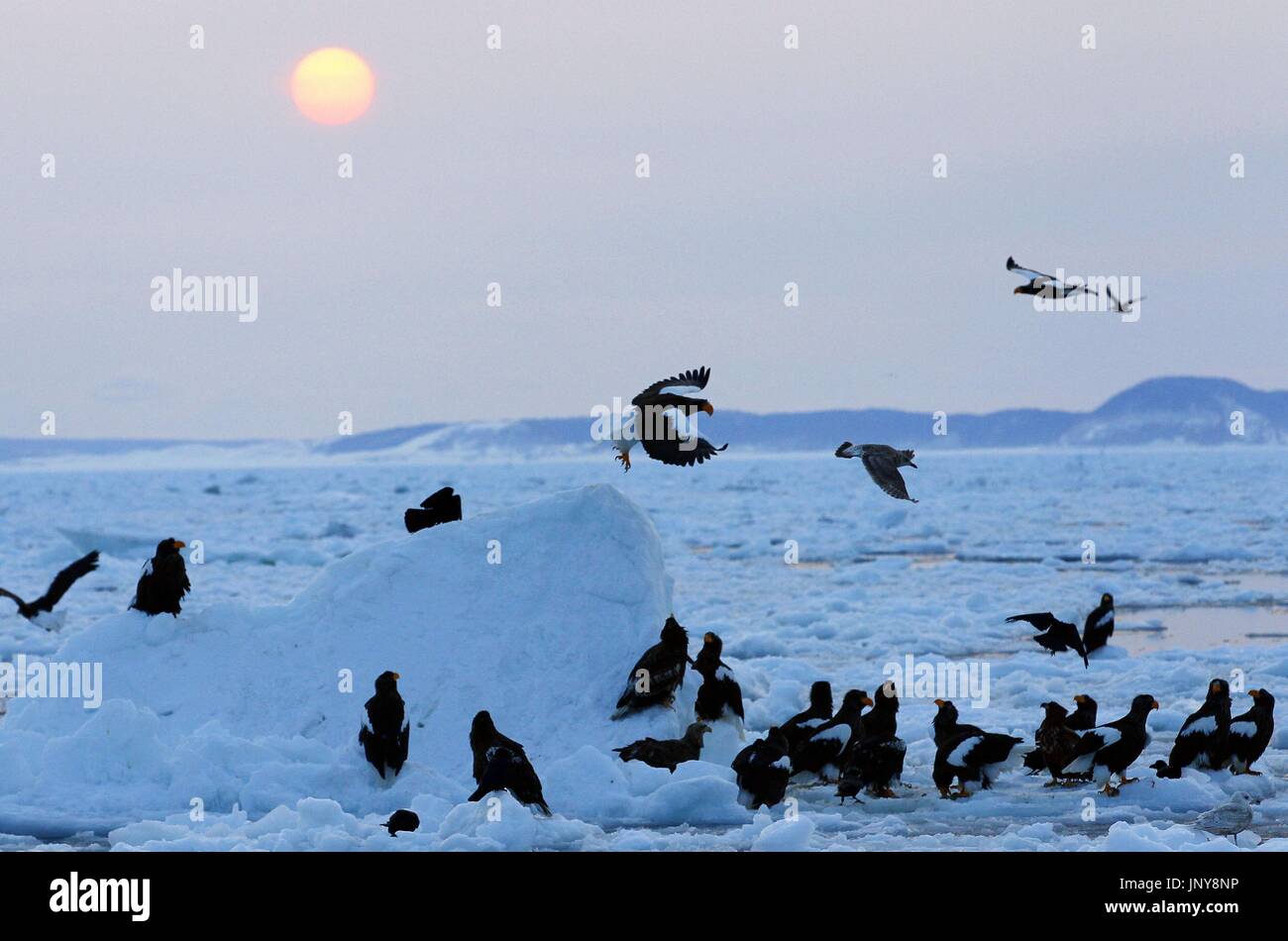 SAPPORO, Japan - Stellers Seeadler und Seeadler sind auf Treibeis im Meer zwischen der Shiretoko-Halbinsel, Hokkaido, und Kunashiri Insel (Hintergrund) am 5. März 2012 gesehen. (Kyodo) Stockfoto