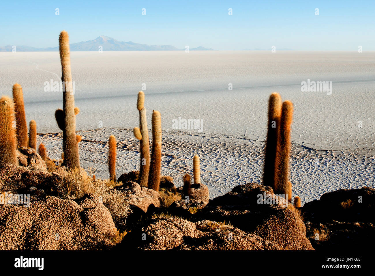 Isla del Pescado (Fisch-Insel), die Salzwüste Uyuni, Bolivien, Südamerika Stockfoto
