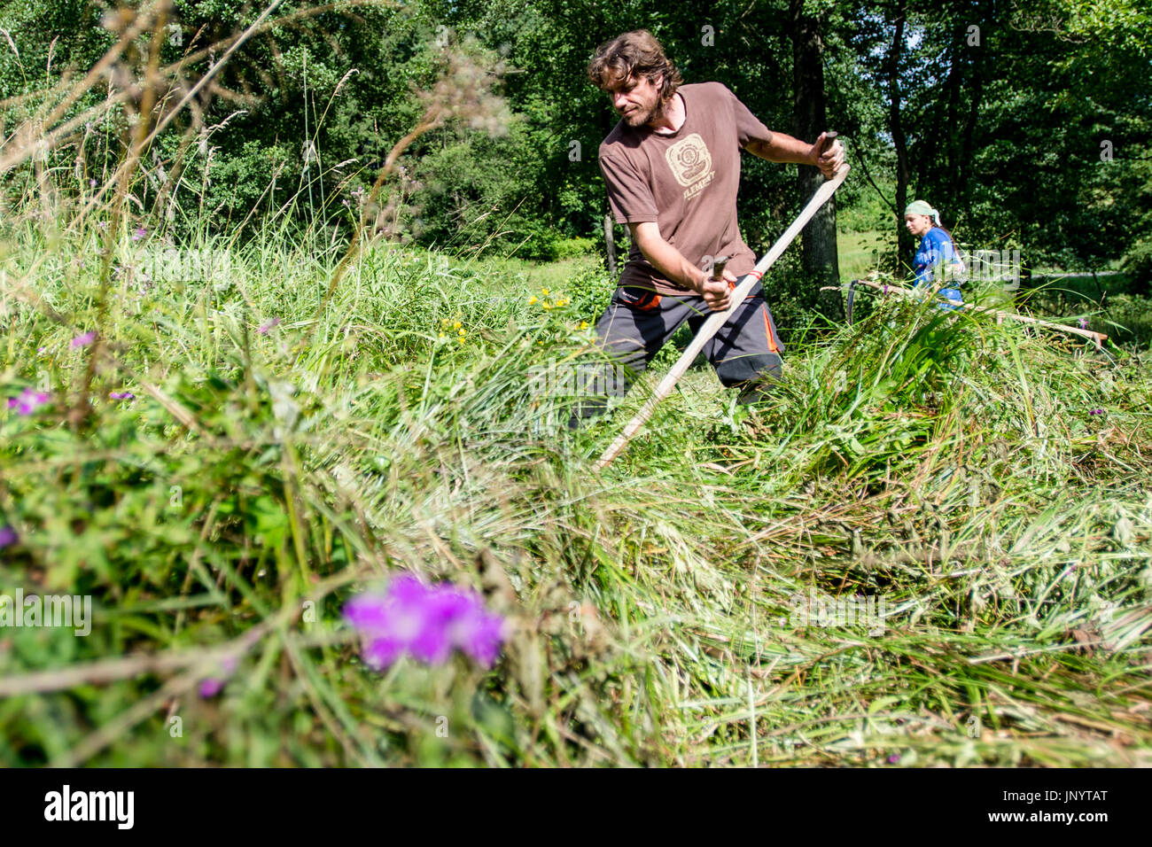 Novy Hradek, Tschechische Republik. 31. Juli 2017. Mäht man acht seltenen Orchideen-Wiesen mit einer Gesamtfläche von 2,5 Hektar im Tal des Flusses Olesenka, Tschechische Republik, am 31. Juli 2017 freiwillig. Siebzig Freiwillige werden schlammige Wiesen mähen, die von konventionellen Maschinen nicht zugegriffen werden kann. Veranstaltung organisiert ökologische Bewegung "JARO Jaromer". Bildnachweis: David Tanecek/CTK Foto/Alamy Live-Nachrichten Stockfoto