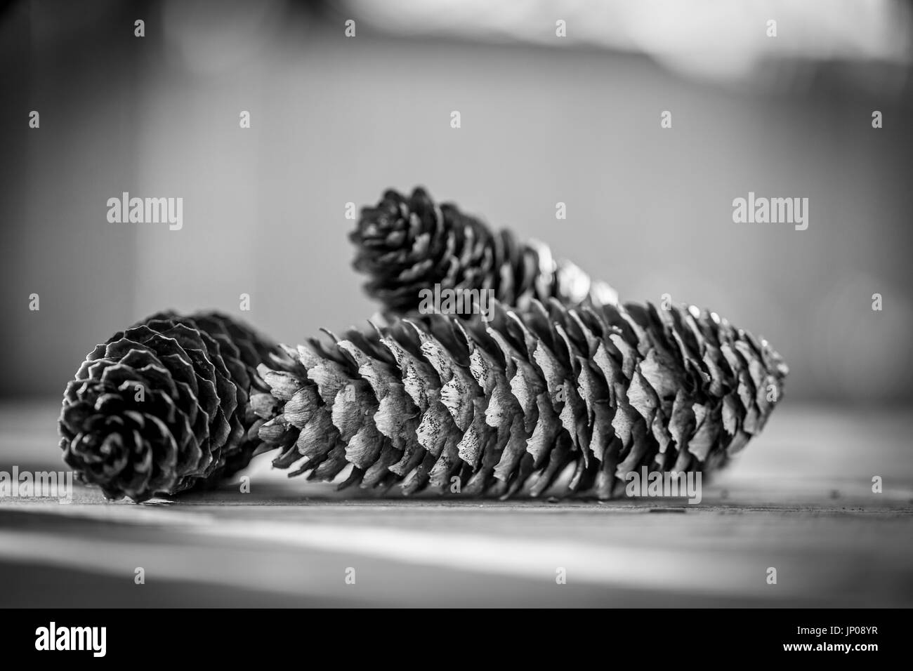Tannenzapfen auf einem hölzernen Hintergrund, schwarze und weiße selektiven Fokus Stockfoto