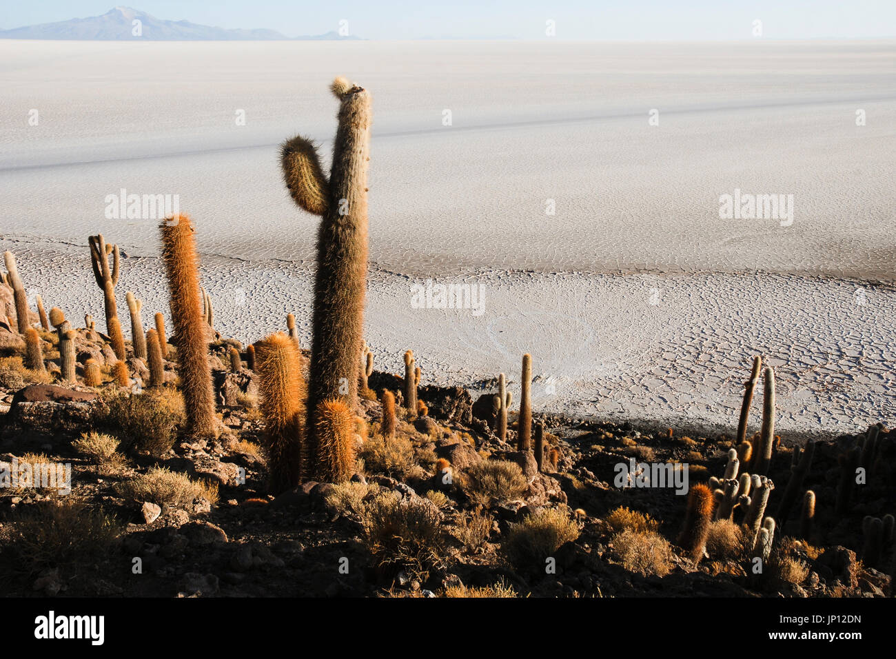 Isla del Pescado (Fisch-Insel), die Salzwüste Uyuni, Bolivien, Südamerika Stockfoto