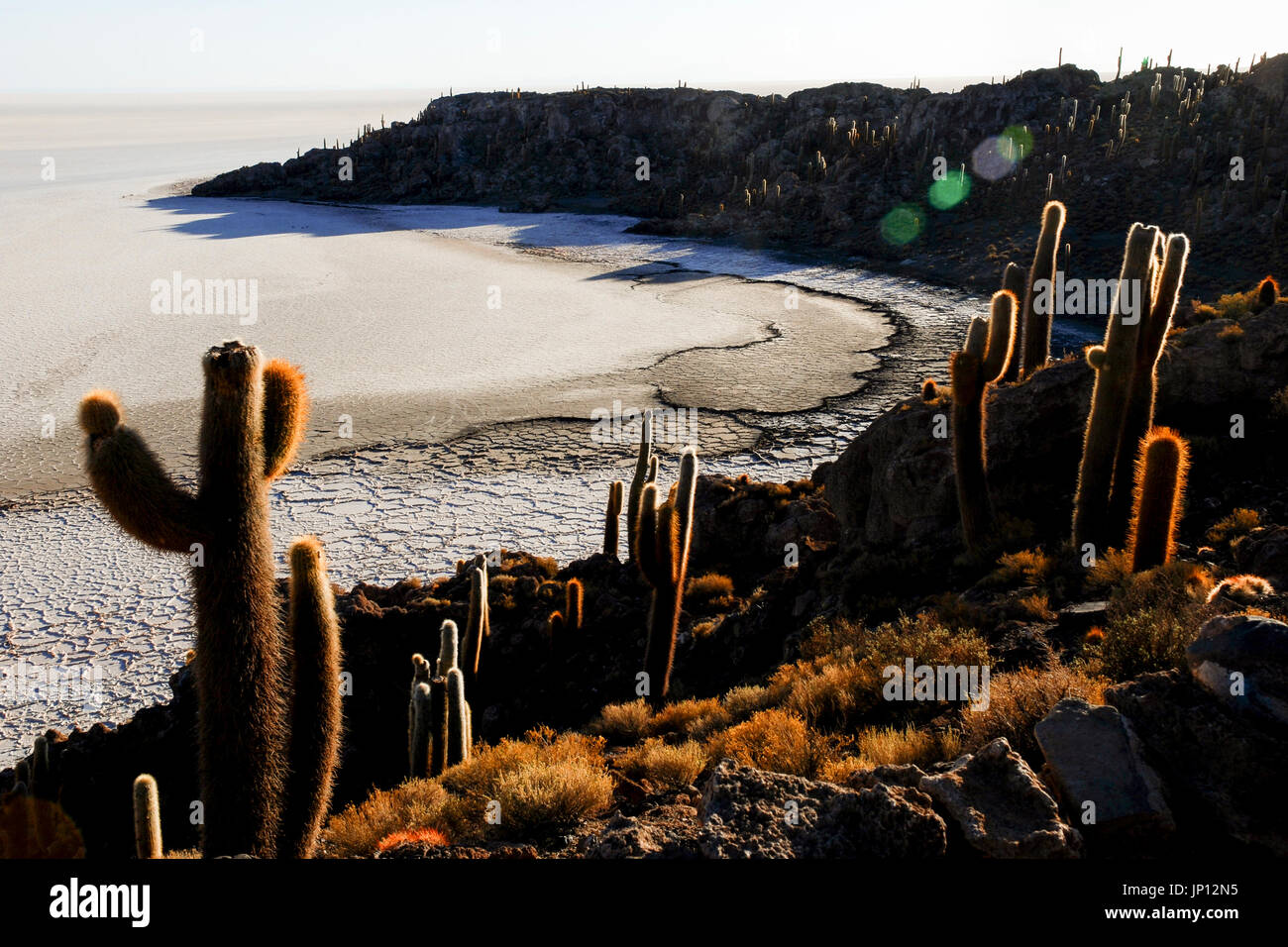 Isla del Pescado (Fisch-Insel), die Salzwüste Uyuni, Bolivien, Südamerika Stockfoto