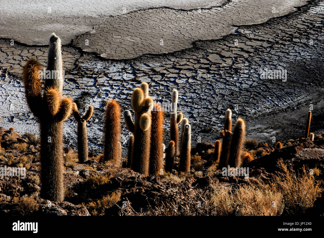 Isla del Pescado (Fisch-Insel), die Salzwüste Uyuni, Bolivien, Südamerika Stockfoto