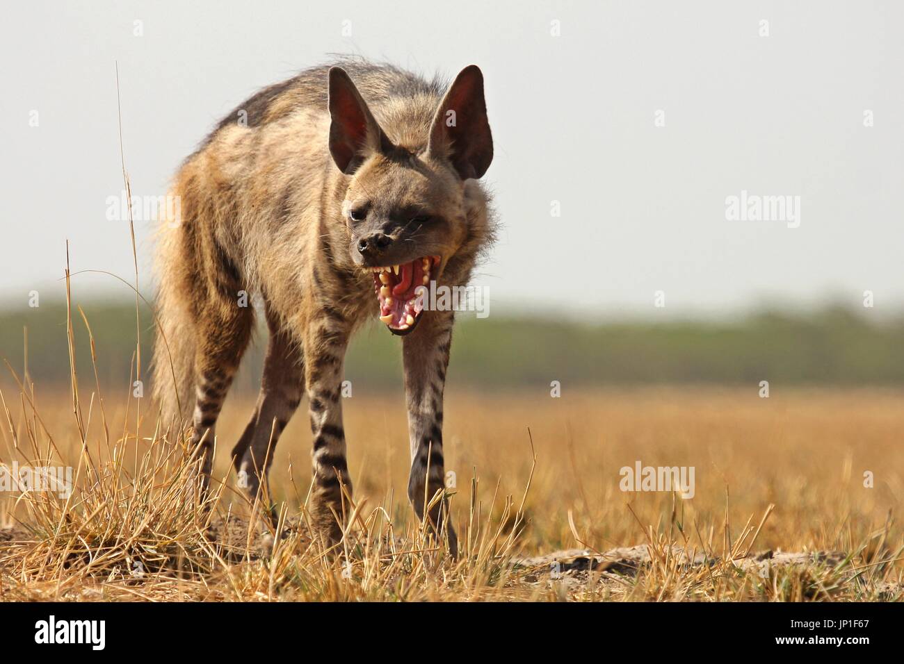 Gestreiften Hyäne zeigt seine kräftigen Kiefer Stockfoto