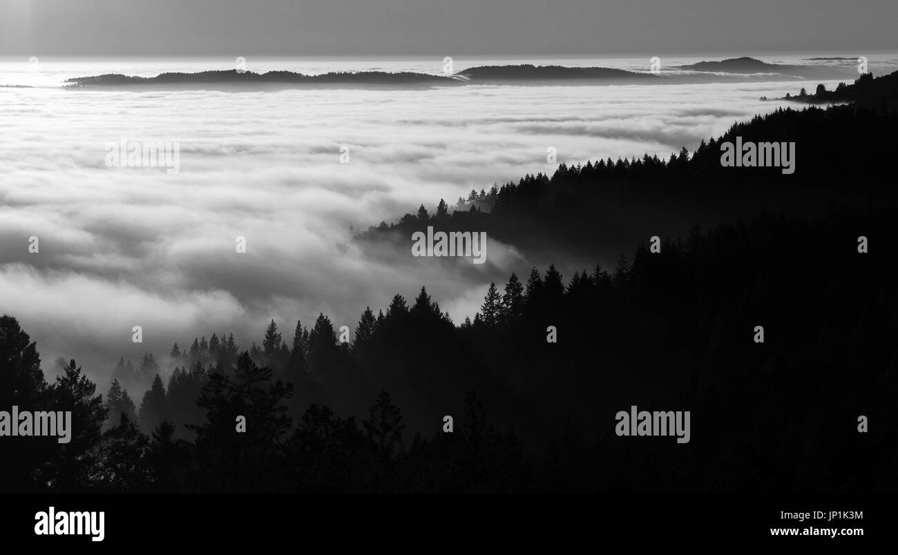 Eine dramatische Ozean von Nebel/Wolken bei Sonnenuntergang treffen die Ufern von Kiefern in einer schwarz / weiß-Rundsicht Stockfoto