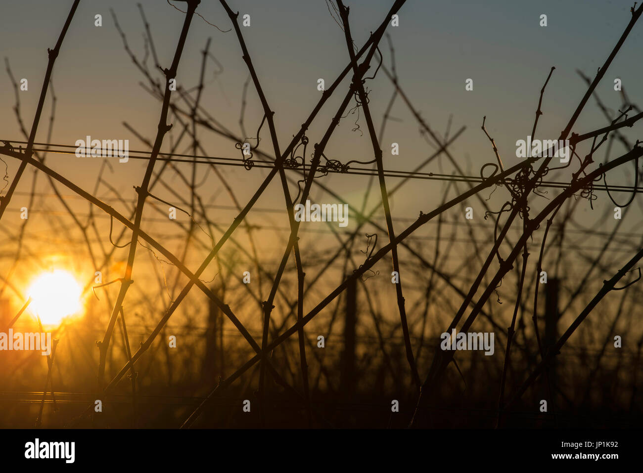 Weinreben Silhouette gegen die untergehende Sonne auf einem Weingut in westlichen NSW, Australien Stockfoto