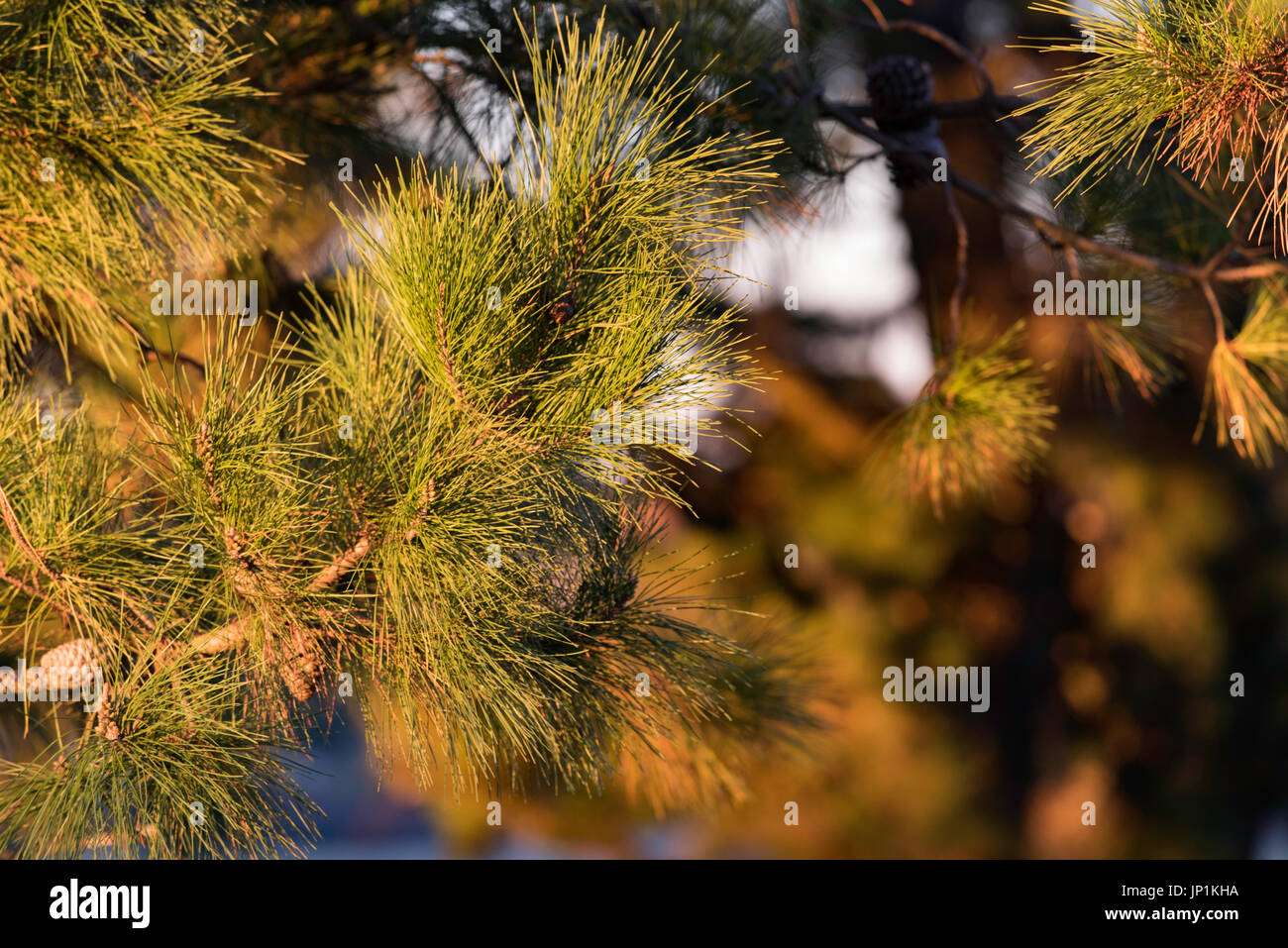 Das Ende einer Pine Tree Branch in der späten Nachmittagssonne gefangen Stockfoto