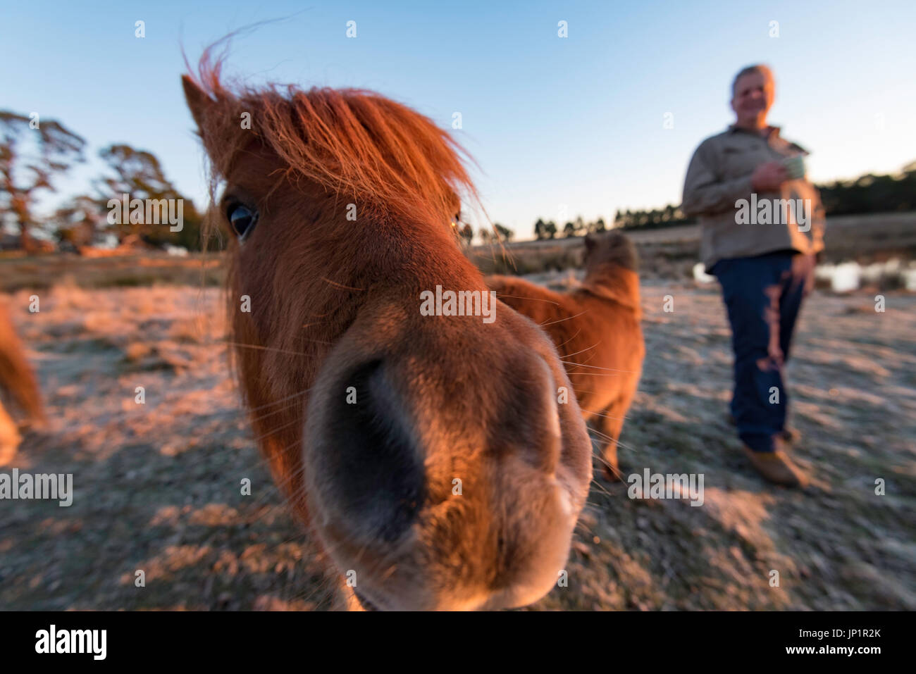 Nahaufnahme eines Miniaturpferdes in einem Fahrerlager am frühen Morgen auf einer australischen Farm mit einem Famer im Hintergrund Stockfoto