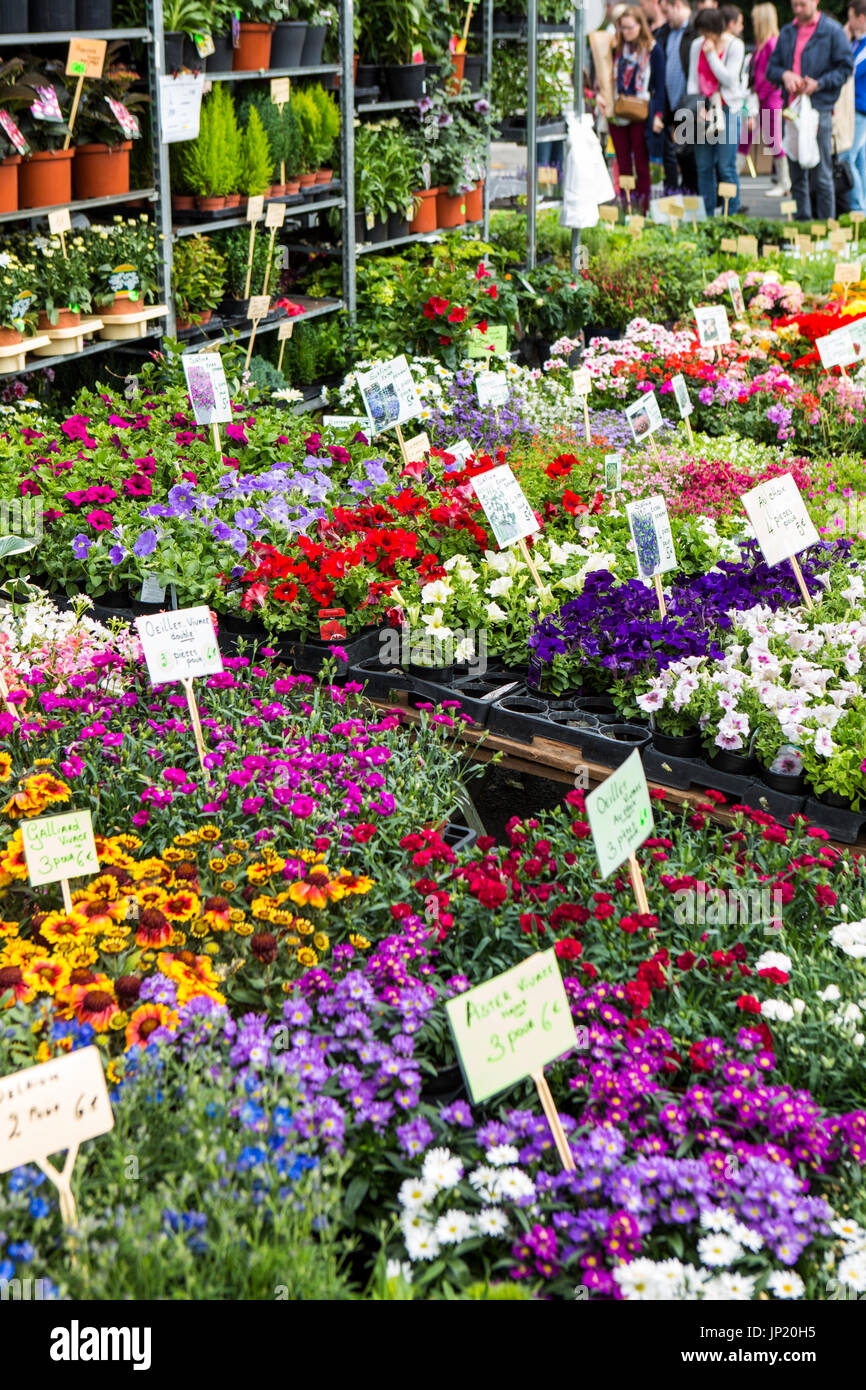 Liège, Belgien - 30. Juni 2013: Blume Stände auf dem Markt in Lüttich, Belgien. Stockfoto