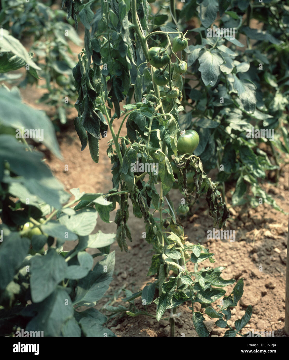 Verticillium verwelken (Verticillium Albo-Atrum) auf Tomaten in Polyethylen-Haus Stockfoto