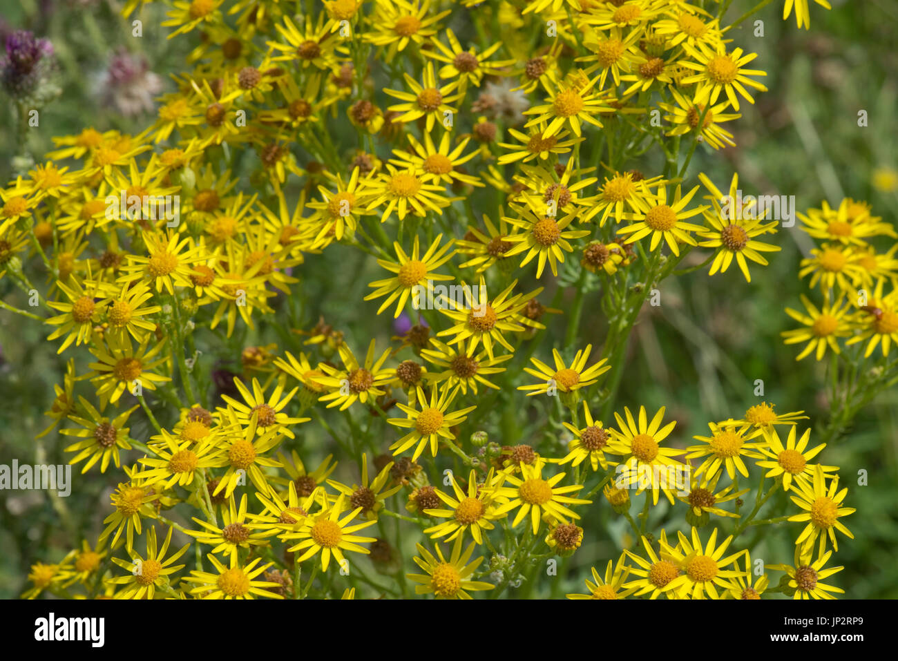 Kreuzkraut, Jacobaea Vulgaris, gelbe, sternförmige Blüten mit Ray und CD Röschen, einige ältere und dunkler. Giftig für Tiere, Berkshire, Juli Stockfoto