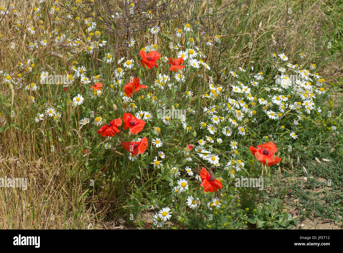 Klatschmohn, Papaver Rhoeas und geruchlos Mayweed Tripleurospermum Inodorum, Blüte rot und weiß in den Vedge ein Maisfeld, Berkshire, Juli Stockfoto