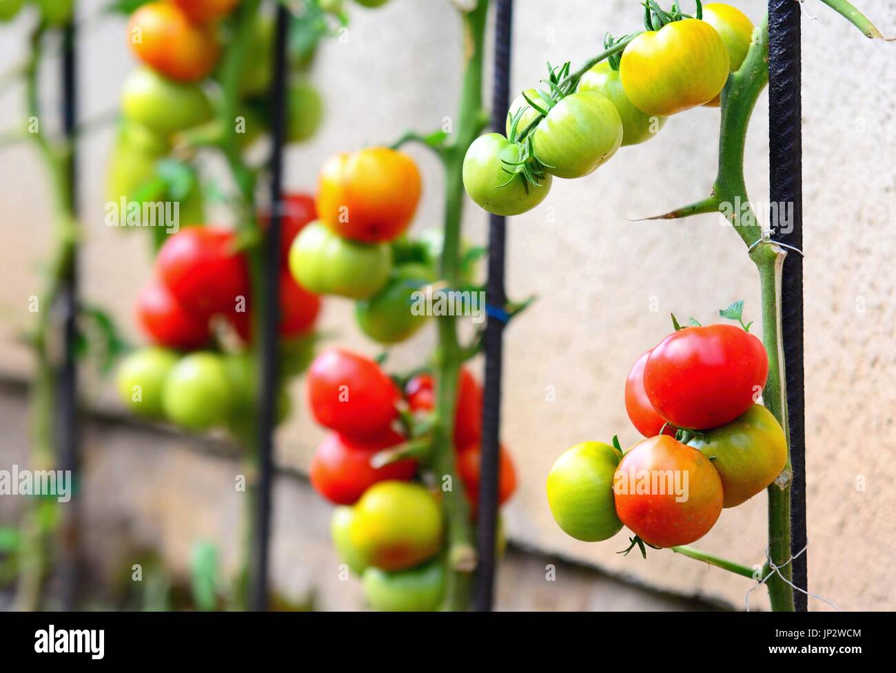 Tomaten wachsen draußen im garten Fotos und Bildmaterial in hoher