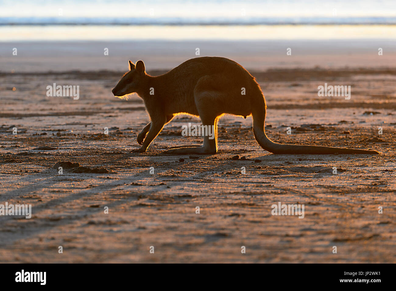 Backlit Wallaby am Strand bei Sonnenaufgang, Cape Hillsborough, Queensland, Queensland, Australien Stockfoto