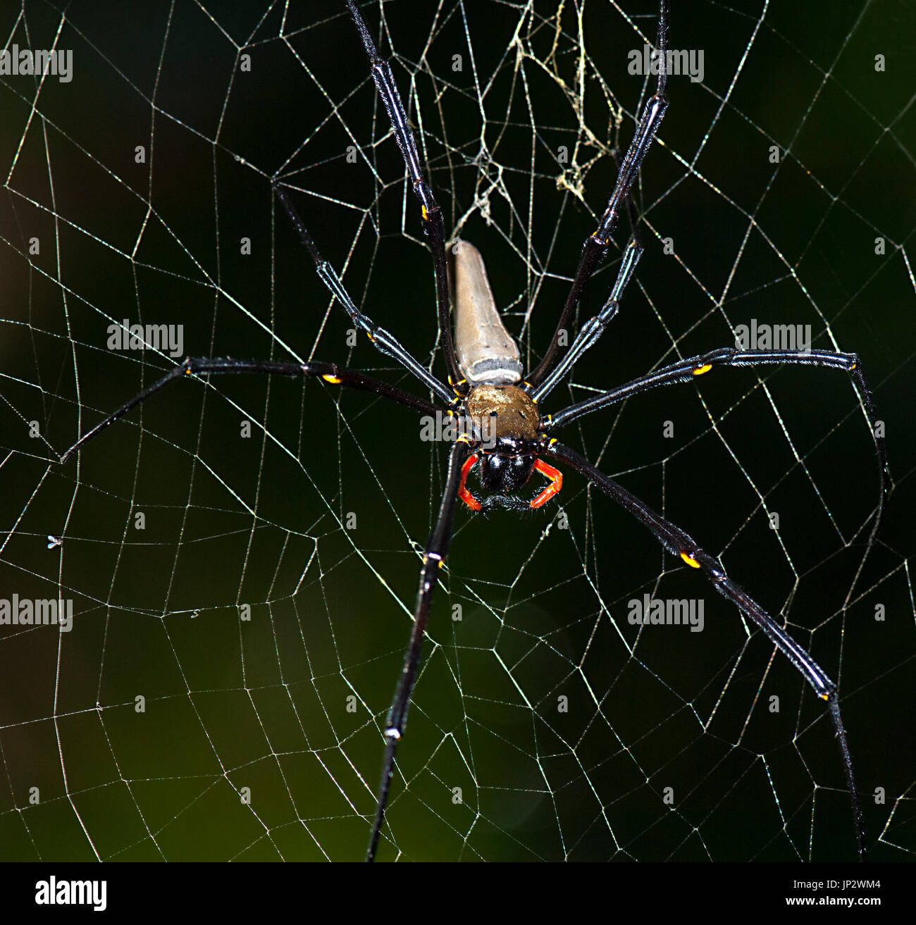 Riesige Golden Orb-Weaver (Nephila Pilipes), sitzt auf seiner Web, Far North Queensland, FNQ, QLD, Australien Stockfoto