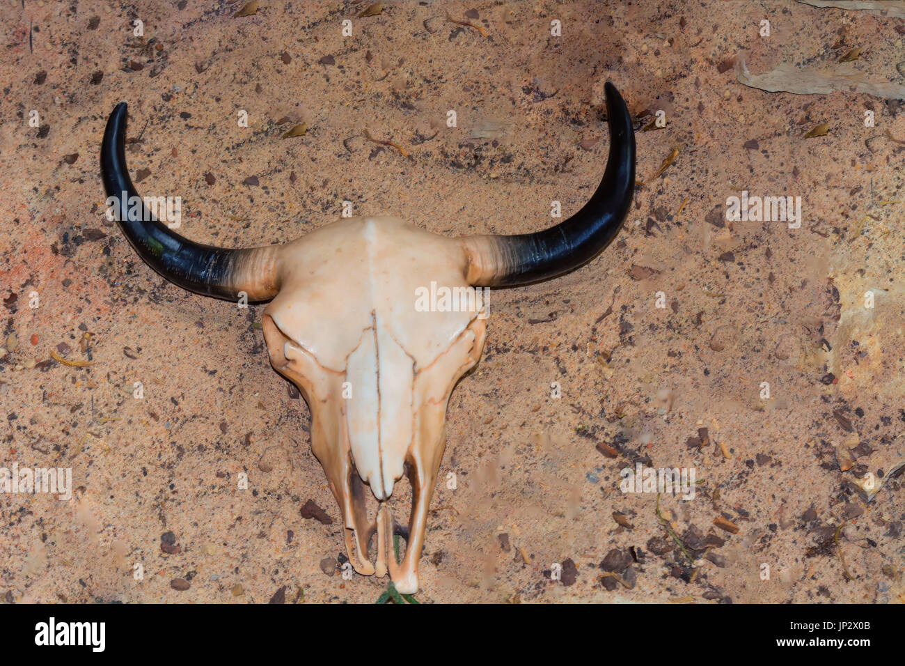 Kuh Schädel mit Hörnern, Rinder Stierkopf auf trockenen Sand in der Wüste  Stockfotografie - Alamy
