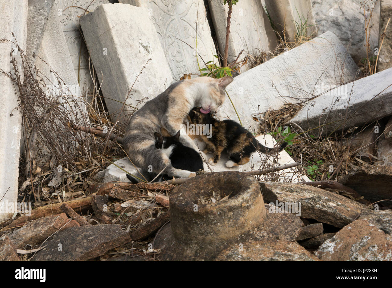 Neugeborene Katzen nur beiseite das Archäologische Museum in Heraklion Kreta. Stockfoto