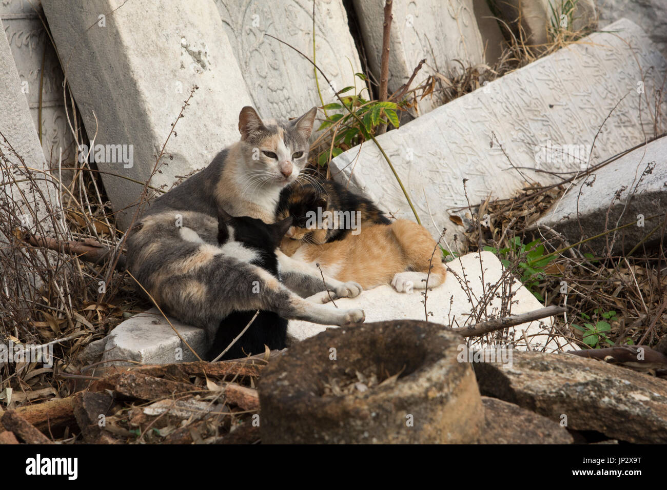 Neugeborene Katzen nur beiseite das Archäologische Museum in Heraklion Kreta. Stockfoto