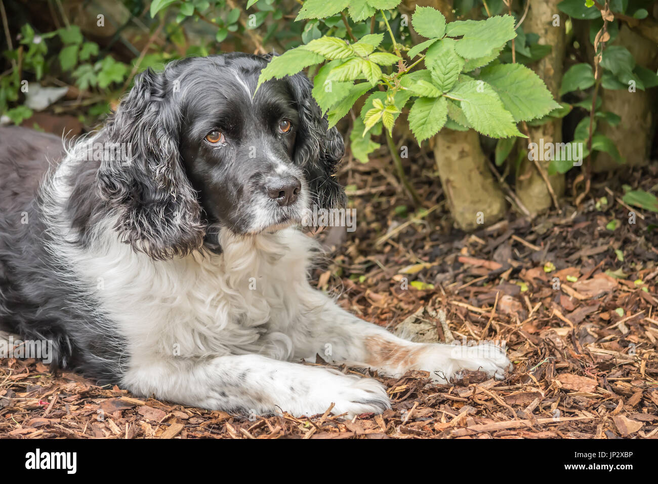 Englisch Springer Spaniel entspannend im Garten Stockfoto