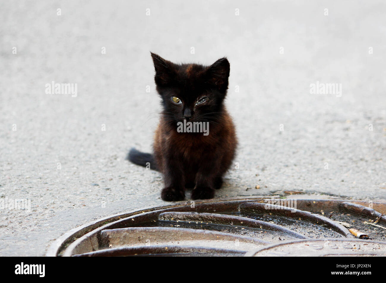Kleine Obdachlose Straße Kätzchen mit Augenschäden als Symptom einer Herpes  Katzen sitzen auf dem Asphalt in der Nähe der Schraffur Stockfotografie -  Alamy