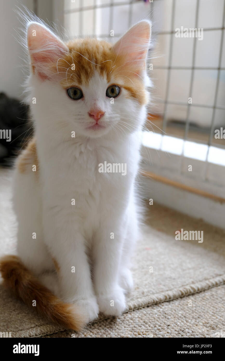 Ingwer und weißen Kätzchen bis Annahme in einem Tierheim Stockfoto