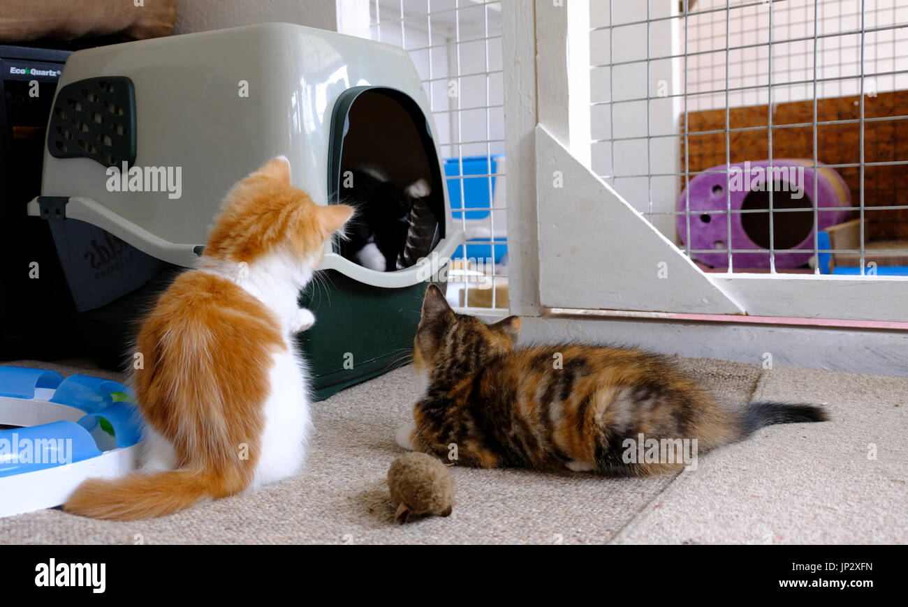 Britische Tierheim - Ingwer und Schildpatt Kätzchen gerade ein weiteres schwarzes Kätzchen in der Wurfkiste spielen mit einer Feder Stockfoto