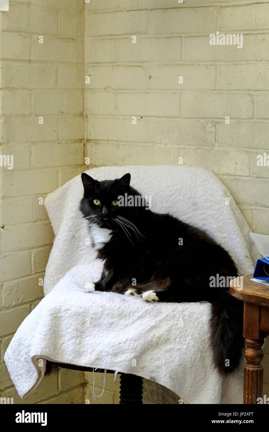 Große schwarze flauschige Katze sitzt auf einem Sitzplatz in einem britischen Animal Sanctuary Stockfoto