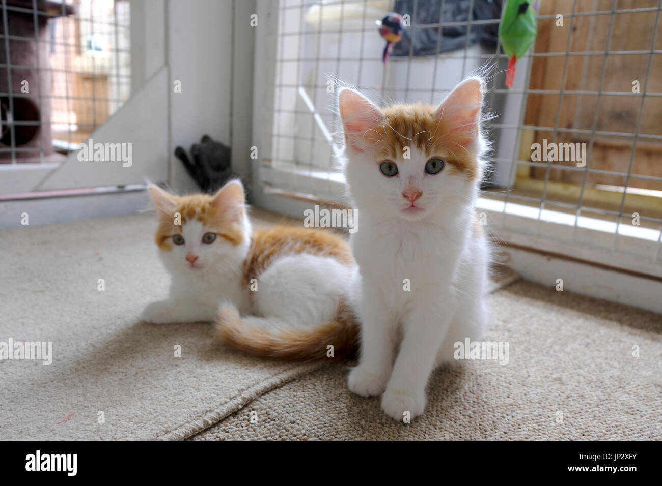 Paar von Ingwer und weißen Kätzchen bis Annahme in einem britischen Tierrettung Stockfoto