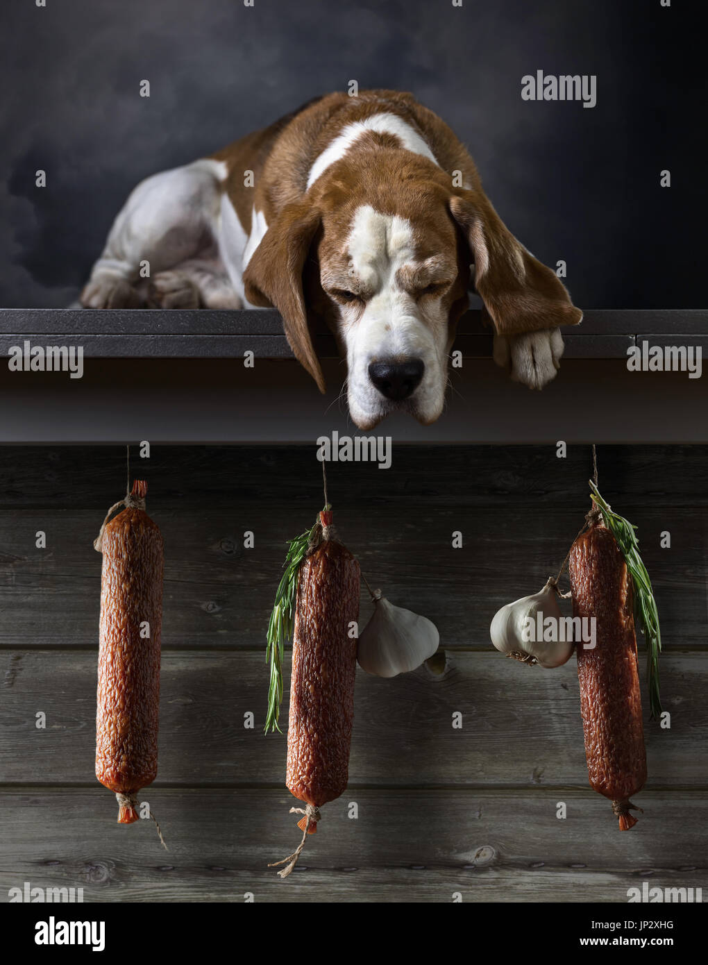 Niedlichen Hündchen Salami mit Rosmarin und Knoblauch zu betrachten. Stockfoto