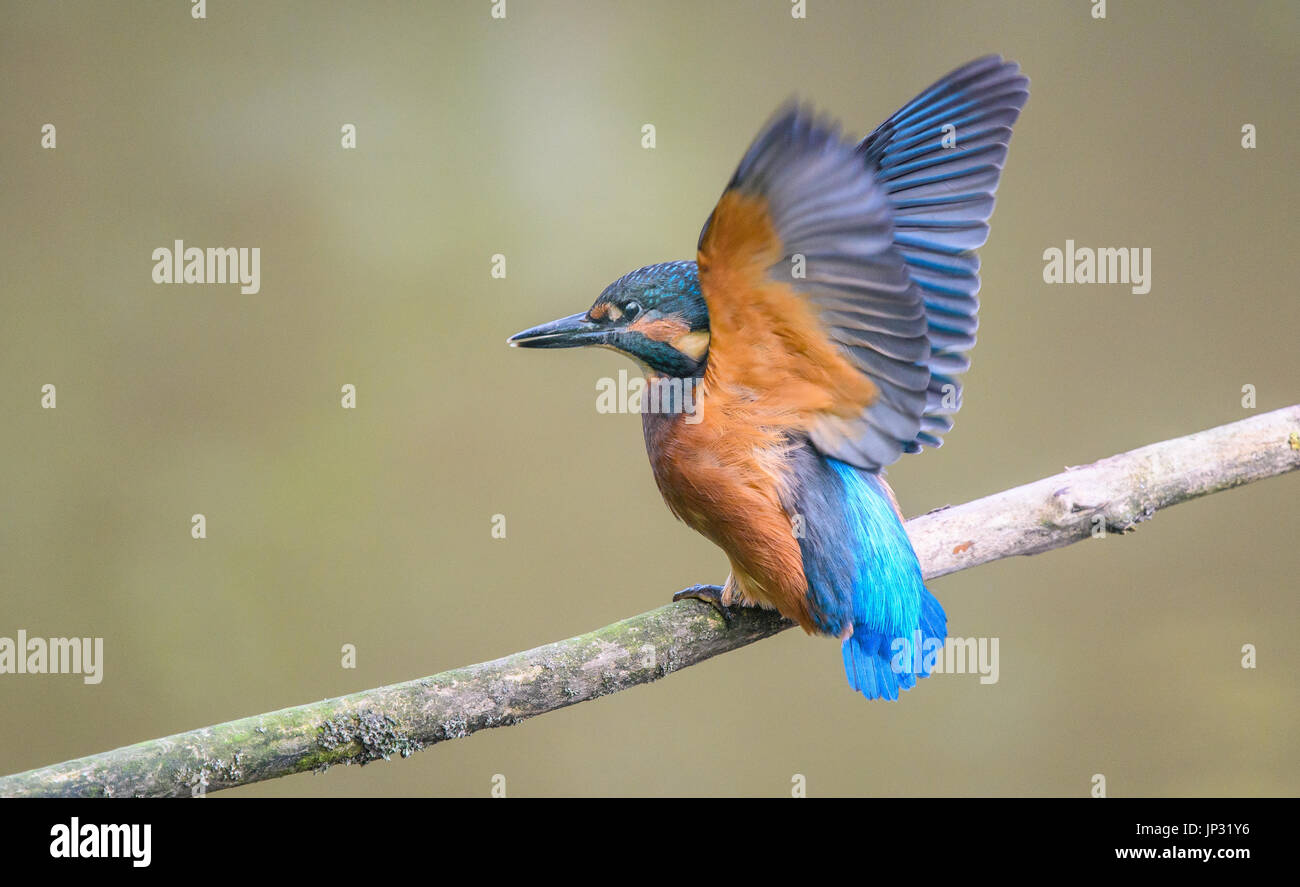 Young-Kingfisher thront auf einem Ast, neu flügge Stockfoto