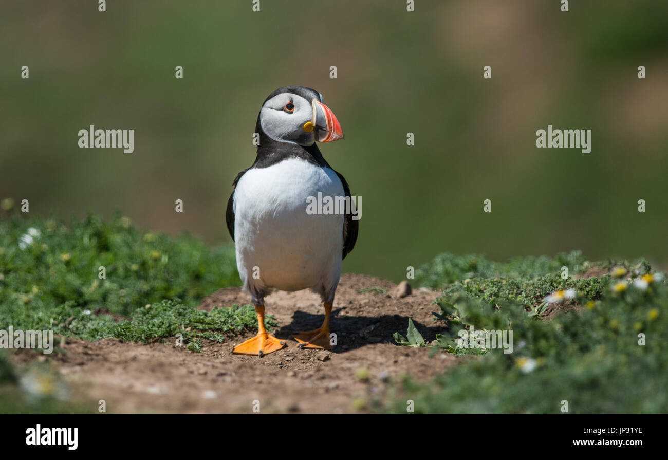 Papageitaucher auf Skomer Island, Wales, UK Stockfoto