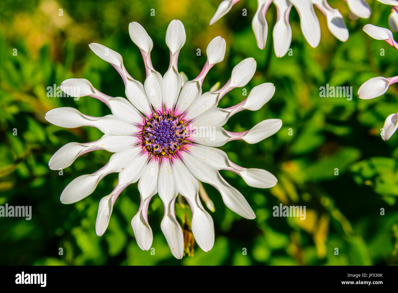 Osteospermum Fruticosum, auch genannt strauchartigen Daisybush oder nachgestellte Herbers ist eine blühende Pflanze, die ursprünglich aus Südafrika Stockfoto