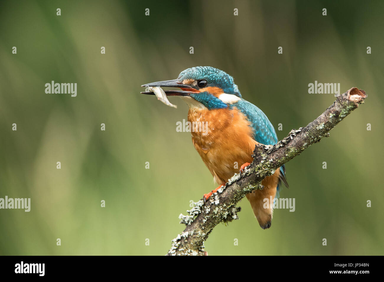 Eisvogel mit ein Winzling... Stockfoto