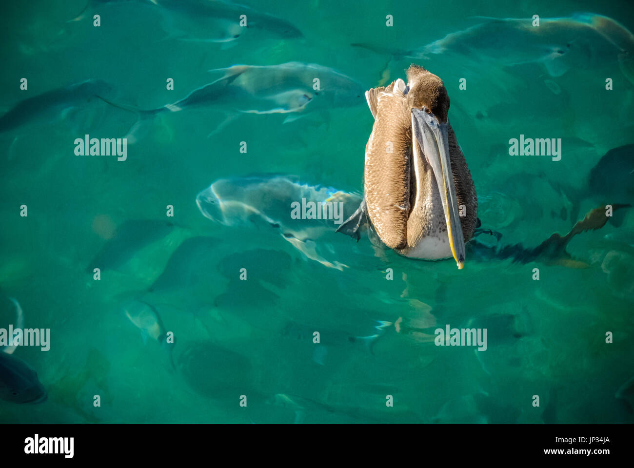 Florida braune Pelikan schwebt über einer Schule Crevalle Buchsen an Sailfish Marina auf Singer Island in Palm Beach County, Florida. (USA) Stockfoto