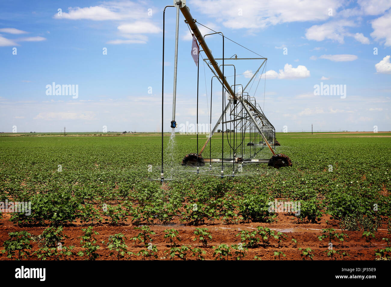  Download Vorschau speichern A Baumwolle-Feld Mitte Drehpunkt automatisiertes Bewässerungssystem bewässert Stockfoto