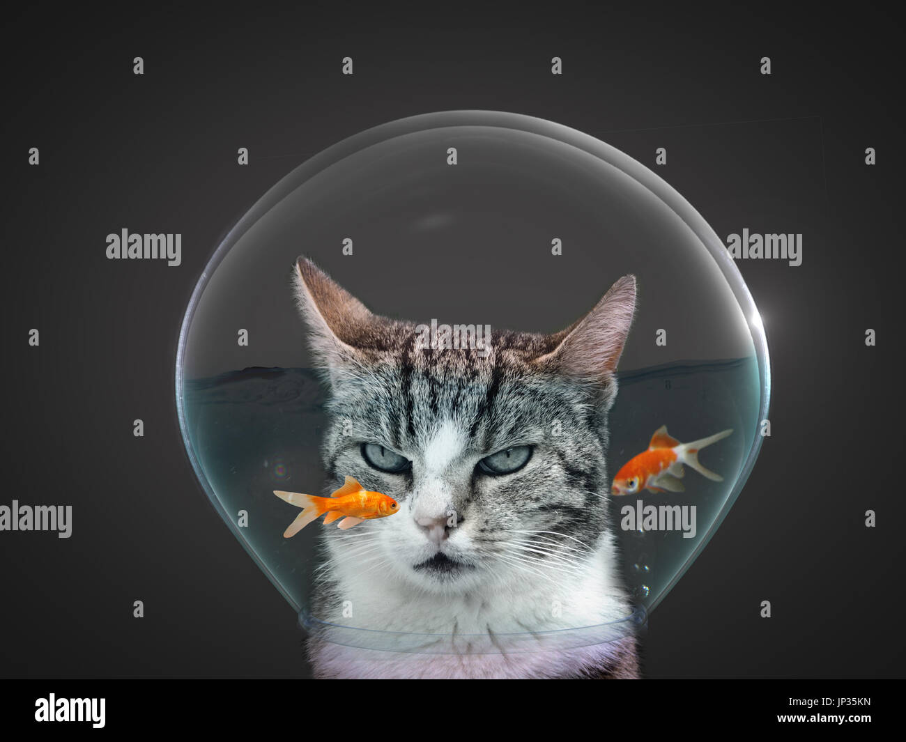 Katze in Goldfisch Glas Stockfoto