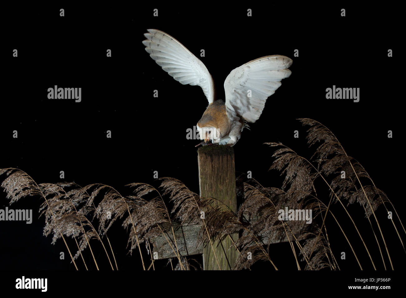 Schleiereule (Tyto Alba) in der Nacht im Schilf Stockfoto