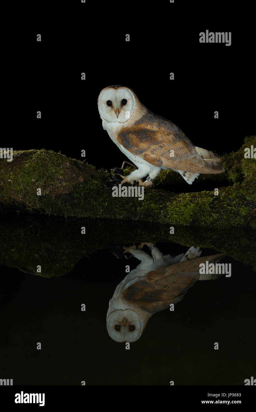 Schleiereule (Tyto Alba) Reflexion bei Nacht Stockfoto