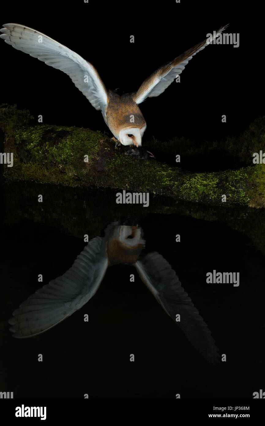 Schleiereule (Tyto Alba) Reflexion bei Nacht Stockfoto